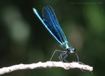 photos of Damselflies